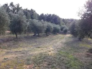 1143985278.webp
