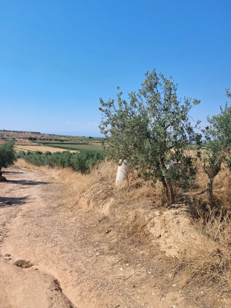 WhatsApp Image 2025-08-29 at 11.59.14 (1).webp