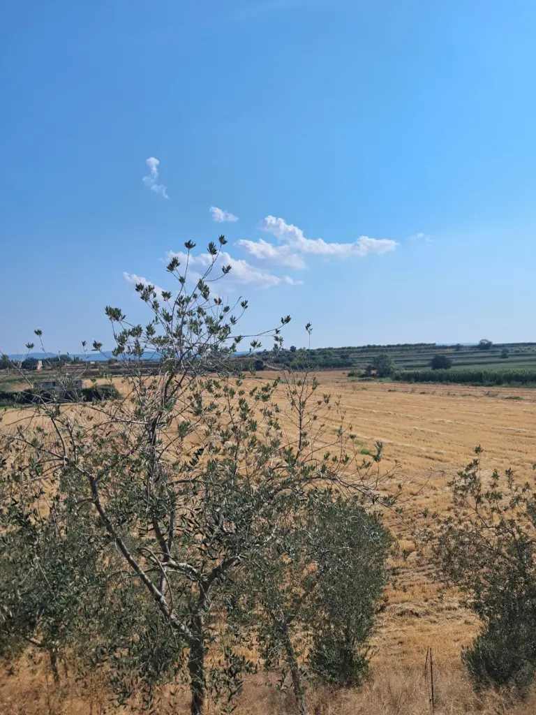 WhatsApp Image 2025-08-29 at 12.27.11 (2).webp