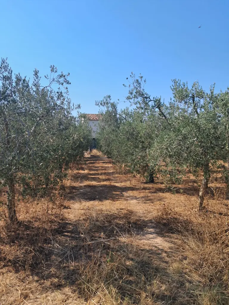 WhatsApp Image 2025-08-29 at 12.27.12 (1).webp