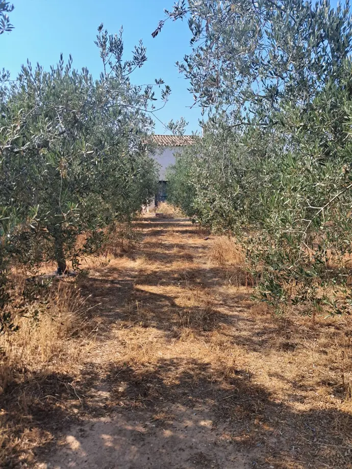 Finca con Masía y almacén en Puiggros    LLEIDA
