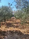 Finca con Masía y almacén en Puiggros    LLEIDA